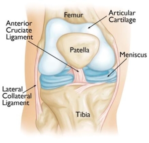 Patellofemoral Injuries - Dr. Roger Chams